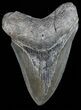 Serrated, Fossil Megalodon Tooth - Georgia #55672-1